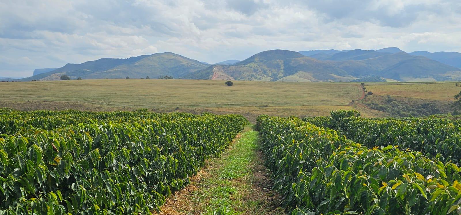 Cerrado Mineiro Terroir